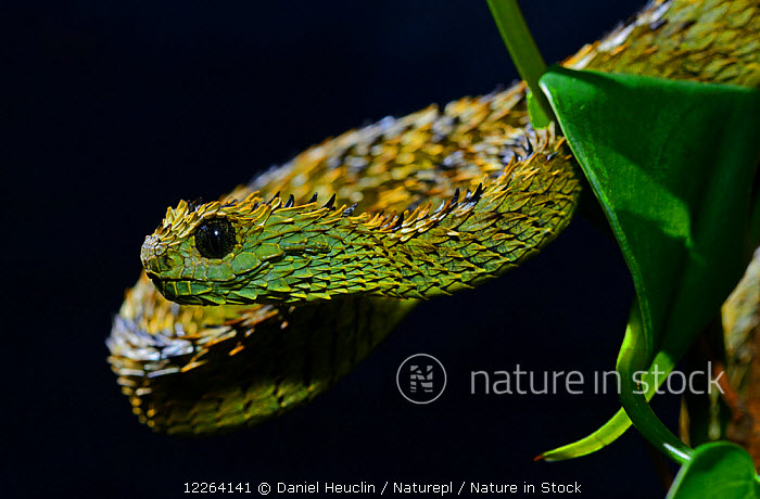 Atheris hispidus / Rough-scaled bush viper in Zoo Atlanta