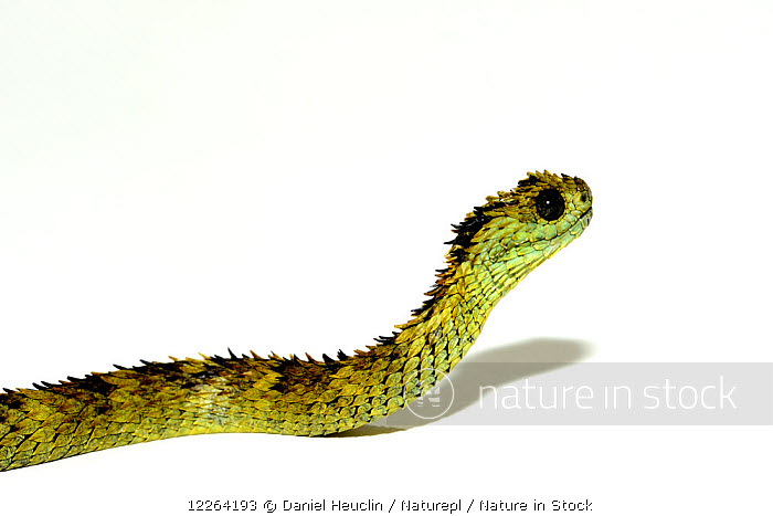 Green Bush Viper stock photo - Minden Pictures