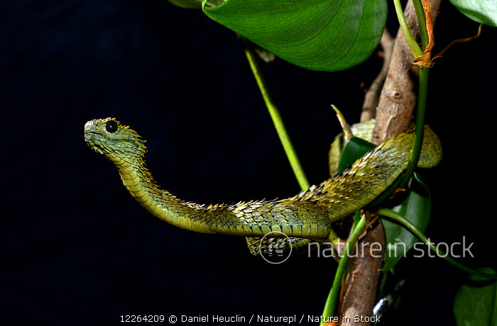 Hairy bush Viper (Atheris hispida) captive from Central Africa Y