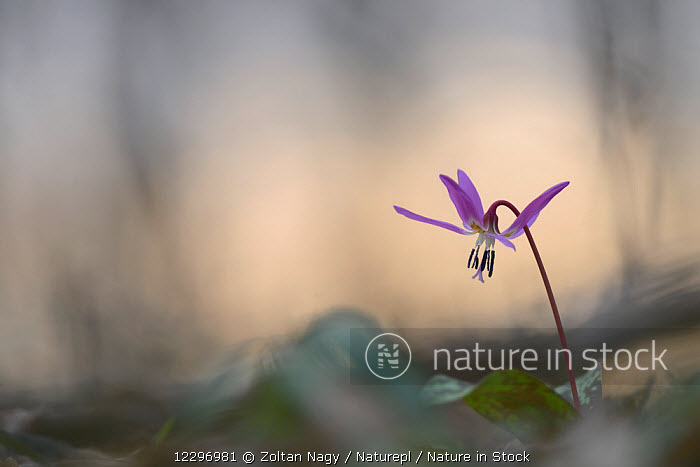 Nature In Stock Nature In Stock
