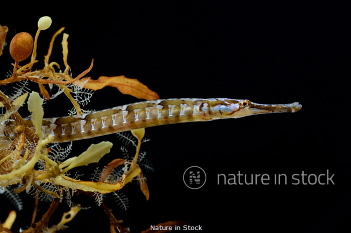Nature in Stock Nature in Stock