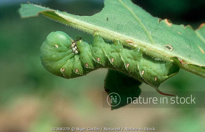 tobacco hornworm larva Tobacco and Tomato Hornworm on Vegetables tobacco hornworm larva Tobacco and Tomato Hornworm on Vegetables