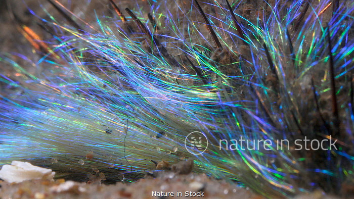 12387799 / Sea mouse (Aphrodite aculeata close up of iridescent hairs, Loch  Fyne, Scotland, UK. Screen grab from video.
