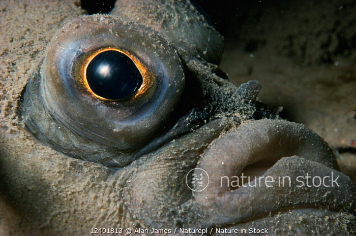 12401813 / Plaice fish face close-up {Pleuronectes platessa} Atlantic off UK
