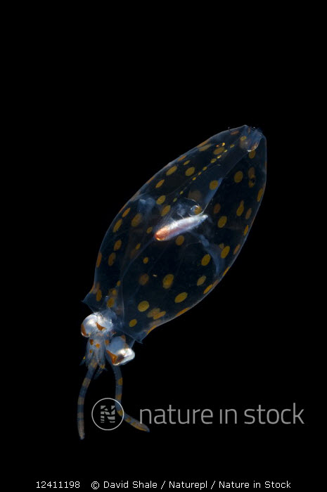 Deep Sea Glass Squid Montere…