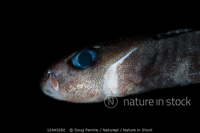 Pygmy Shark