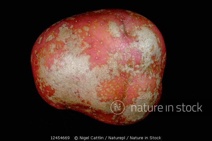 helminthosporium solani