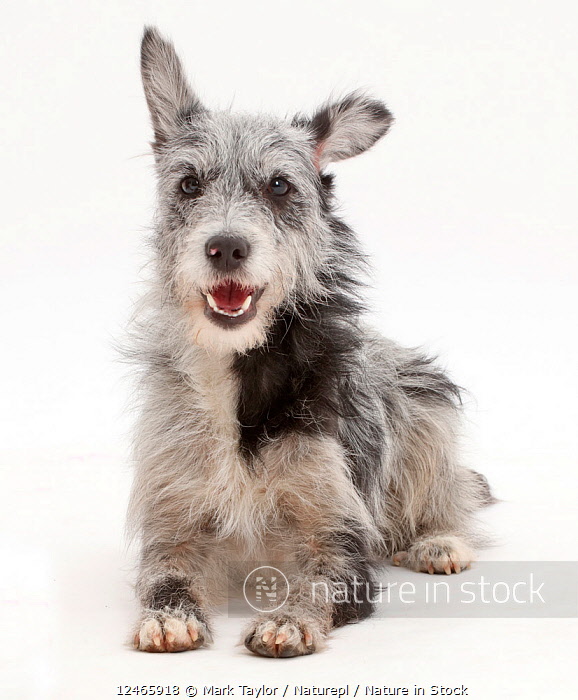 blue merle mutt