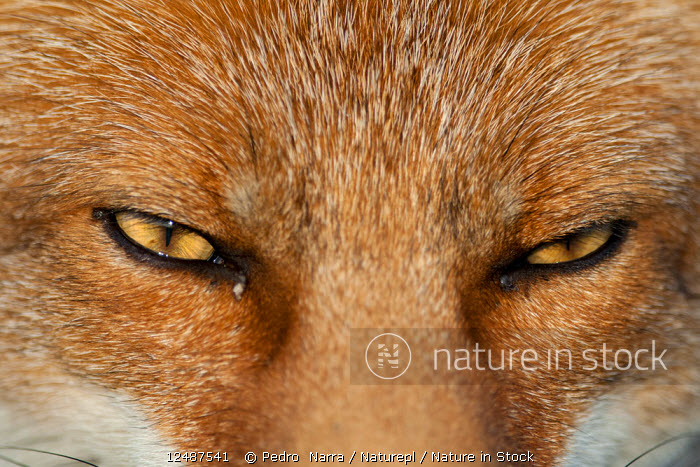Nature in Stock
