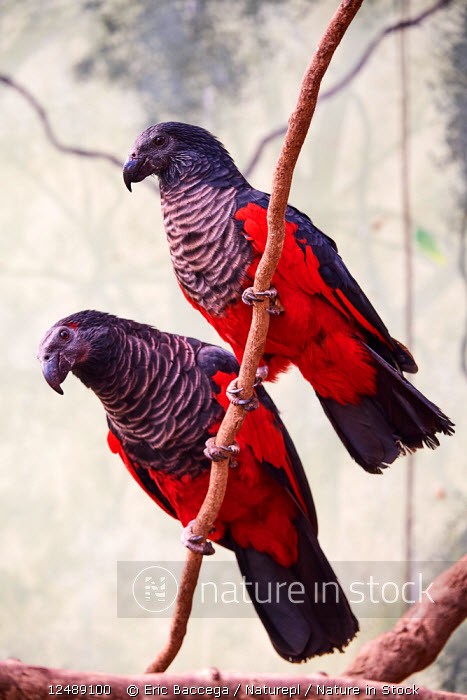 Pesquet's parrot deals