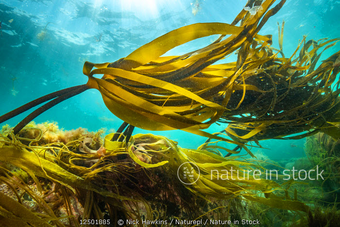 Nature in Stock