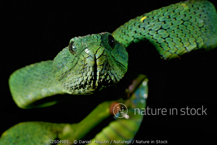 Stock photo of West African tree viper (Atheris chlorechis) portrait, Togo.  Controlled. Available for sale on