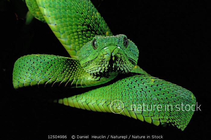 African Bush Viper stock photo - Minden Pictures