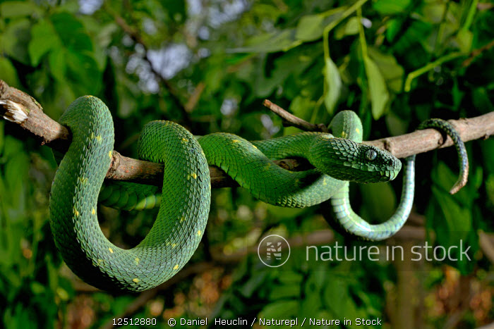 Image - Atheris chlorechis (Green Bush Viper)