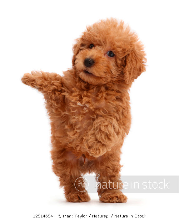 toy labradoodle