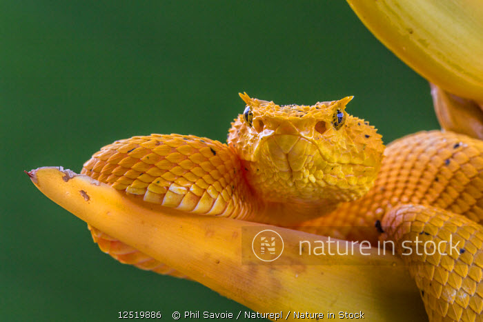 red eyelash viper snake