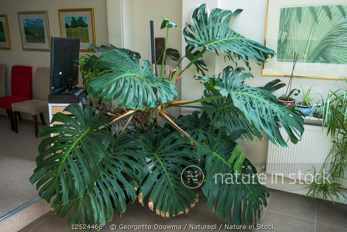 monstera forms 4