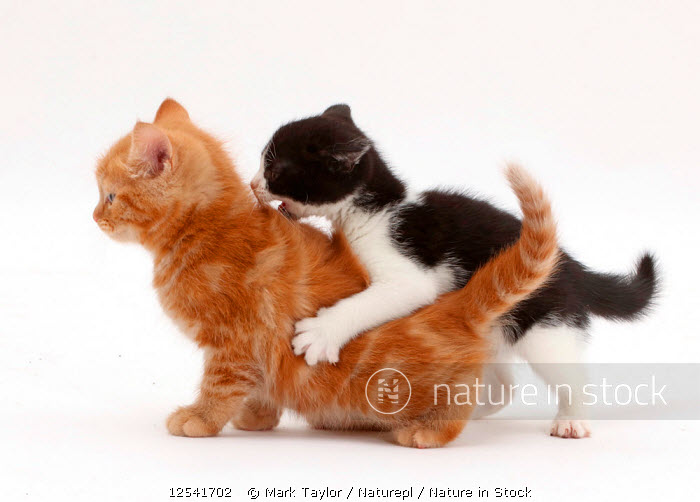 Black and ginger kitten cheap