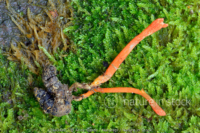 Nature In Stock