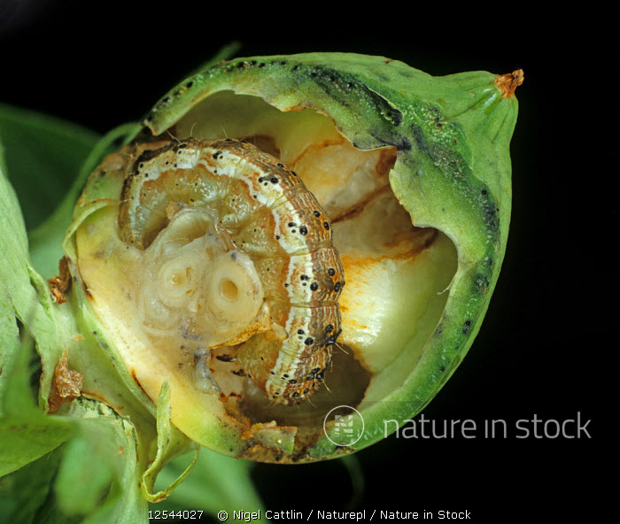 Nature in Stock