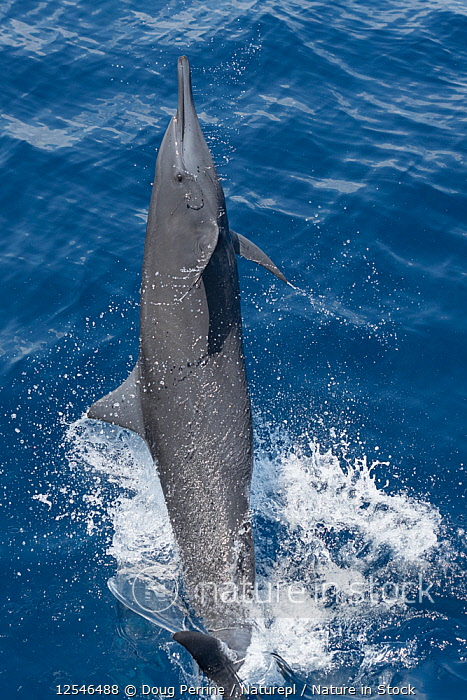Spinner Dolphin Jumping