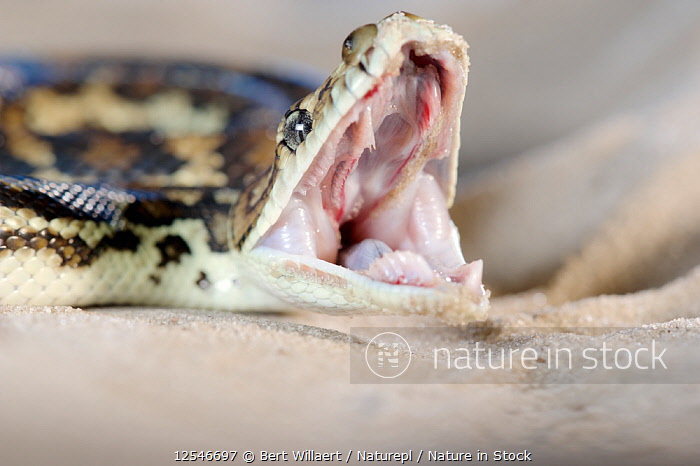 Carpet Python Teeth