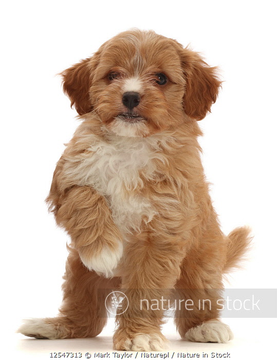 Cavapoo puppies sales 8 weeks old