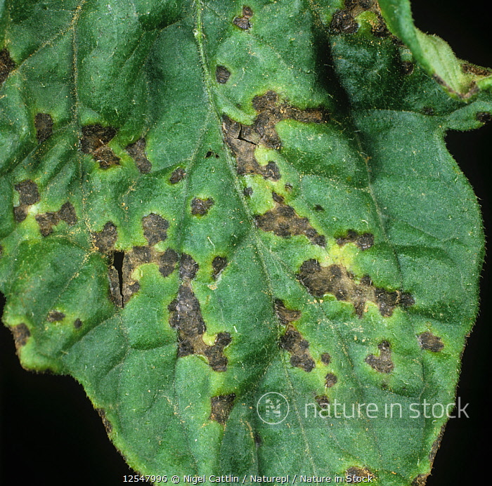 Xanthomonas Campestris Black Rot Of Crucifers (Xanthomonas Campestris