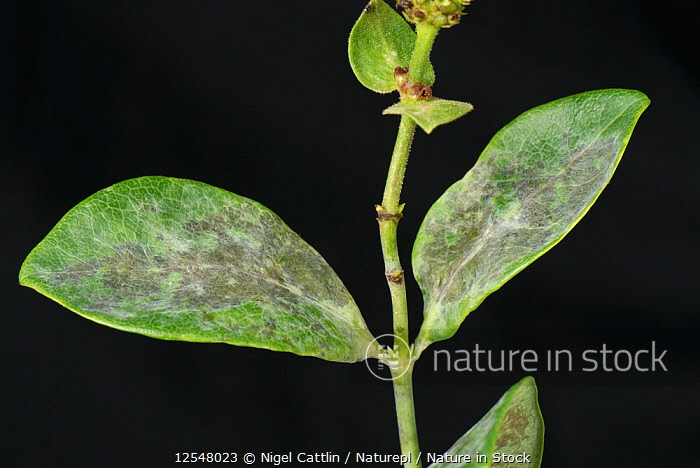 bipinnatifidum philodendron Philodendron Selloum 'hope' -Philodendron bipinnatifidum