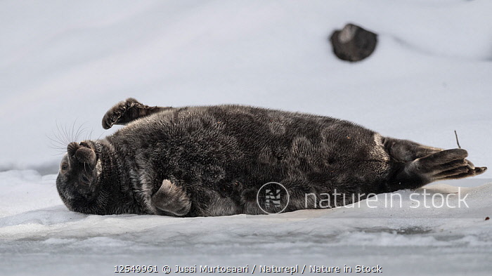 Saimaa Ringed Seal (Subspecies Pusa hispida saimensis) · iNaturalist