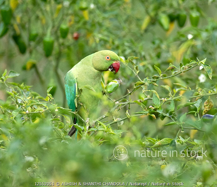 Indian Ringneck Parakeet Rose Ringed Parakeet In Close Up Animal Background  Cute Photo And Picture For Free Download - Pngtree