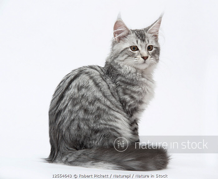 Black silver mackerel sales tabby
