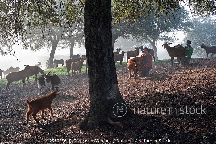 Nature in Stock Nature in Stock