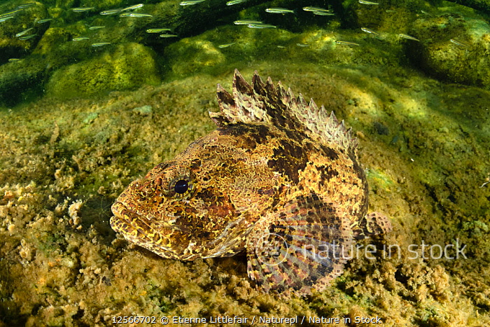 Freshwater stonefish for best sale sale