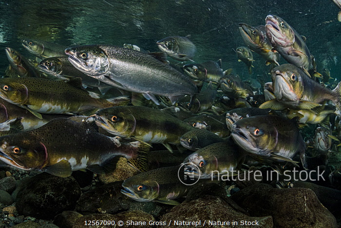 Nature in Stock