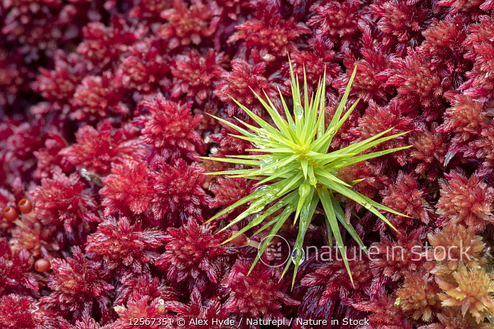 Nature in Stock