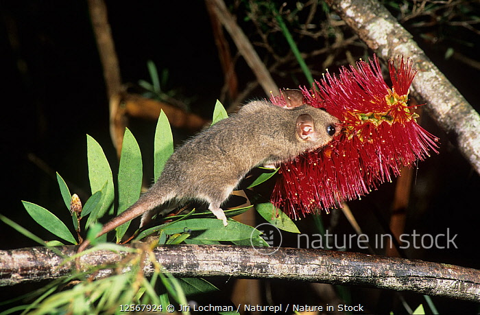 Eastern Pygmy Possum
