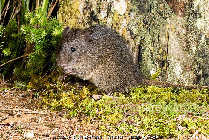 Australian swamp rat discount