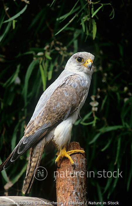 Falcon grey shop