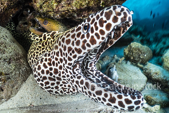 Honeycomb Moray Eel Moray Eels Archives CORAL Magazine Honeycomb Moray Eel Moray Eels Archives CORAL Magazine