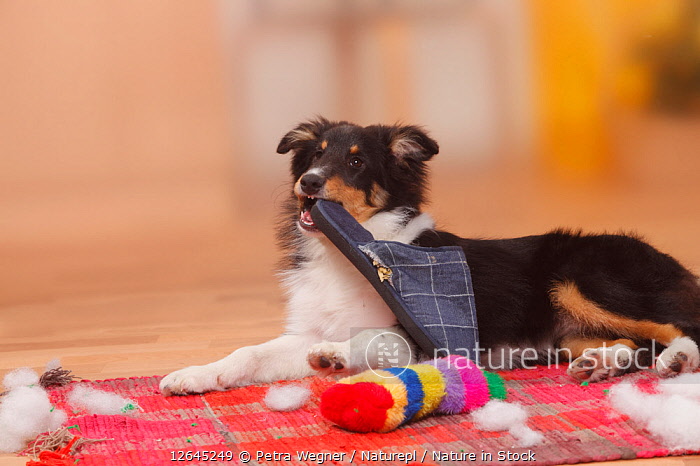 12645249 Sheltie Shetland Sheepdog puppy 4 1 2 months chewing on slipper and destroying toy