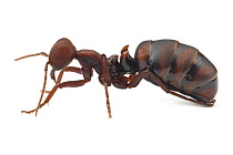 Nature in Stock - (army or armi) and (ants or ant)