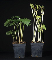 Nature in Stock - (etiolated or etiol)