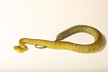 Atheris squamigera in Bakoumba, Haut-Ogooué Prov., southeastern Gabon.